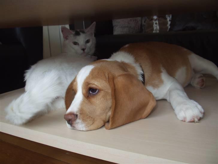 Beagle Maggie billede 5