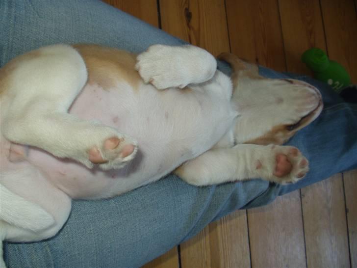 Beagle Maggie - Lige en lille "morfar" på mors skød.. billede 6