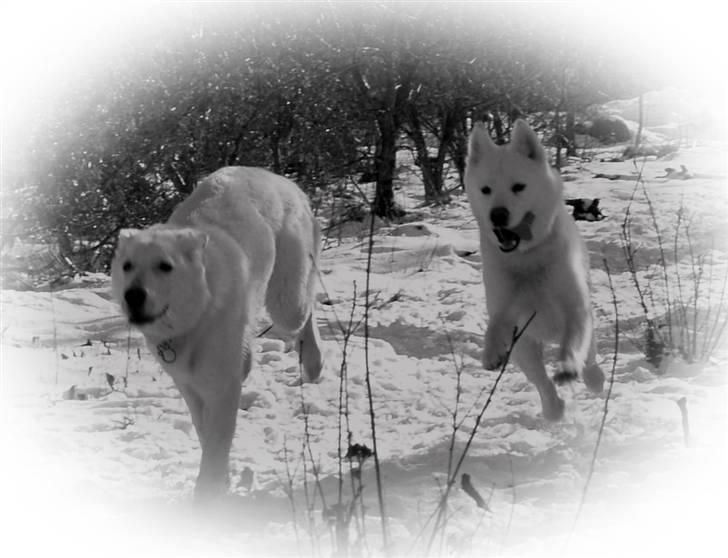 Blanding af racer Cato - Cato og Alpha i hundeskoven billede 1