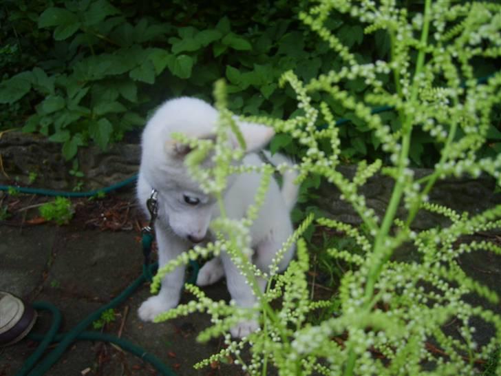 Blanding af racer Cato - Ihh hvorfor skal du os tage billeder af mig mor , bliver bare så flov billede 2
