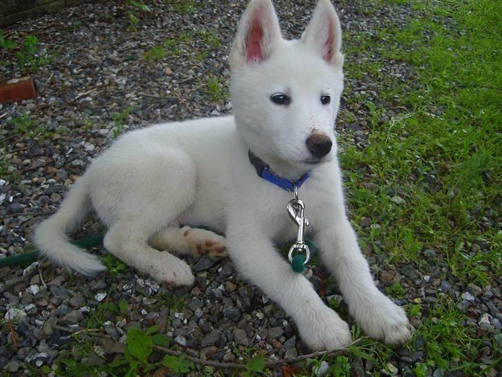 Blanding af racer Cato - ca 12 uger gammel billede 3