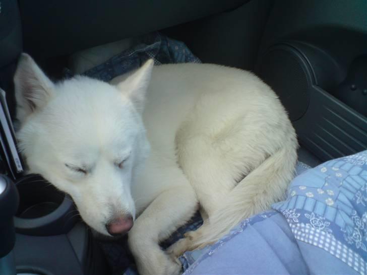 Blanding af racer Cato - Ude og køre med mor , man blir godt nok træt af at køre i bil zZz billede 5