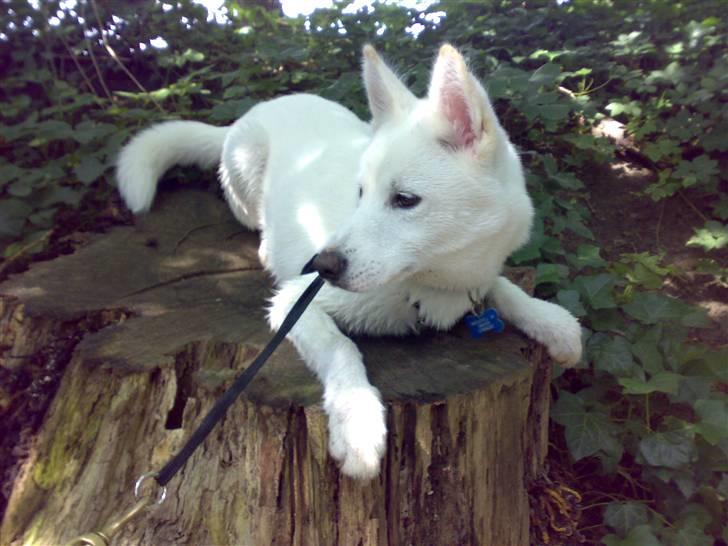 Blanding af racer Cato billede 6