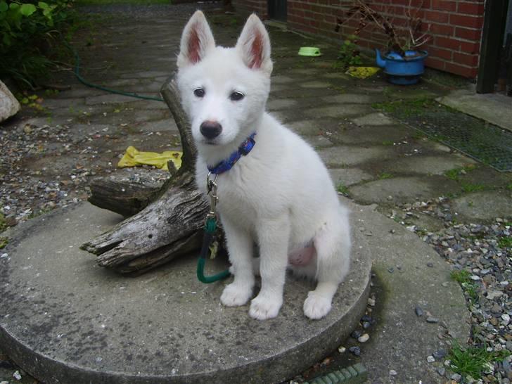 Blanding af racer Cato billede 7