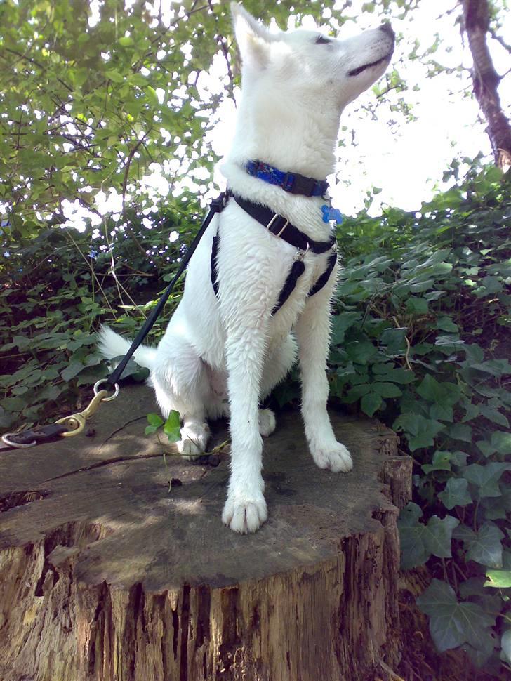 Blanding af racer Cato billede 8