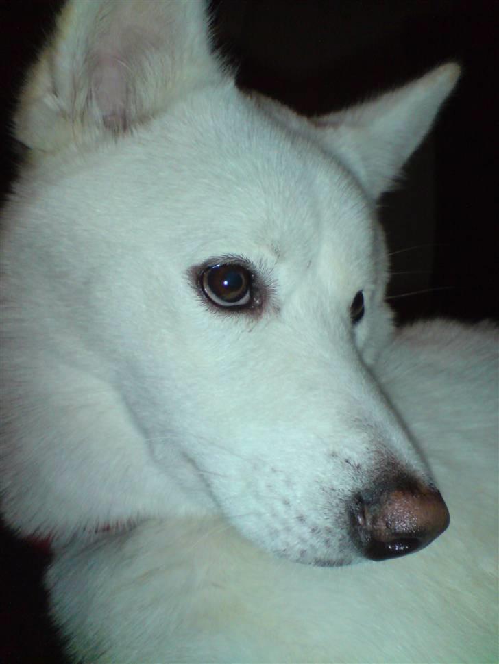 Blanding af racer Cato billede 10