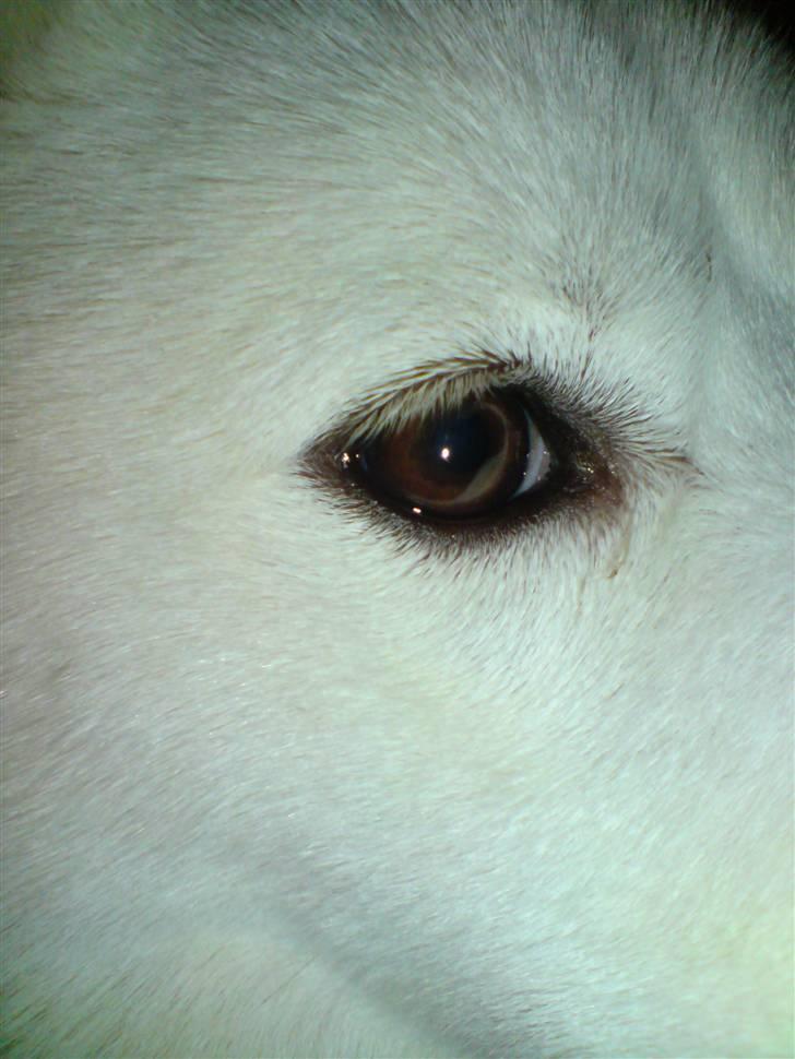 Blanding af racer Cato - smukke øjn han har og fine øjenvipper ;D billede 11