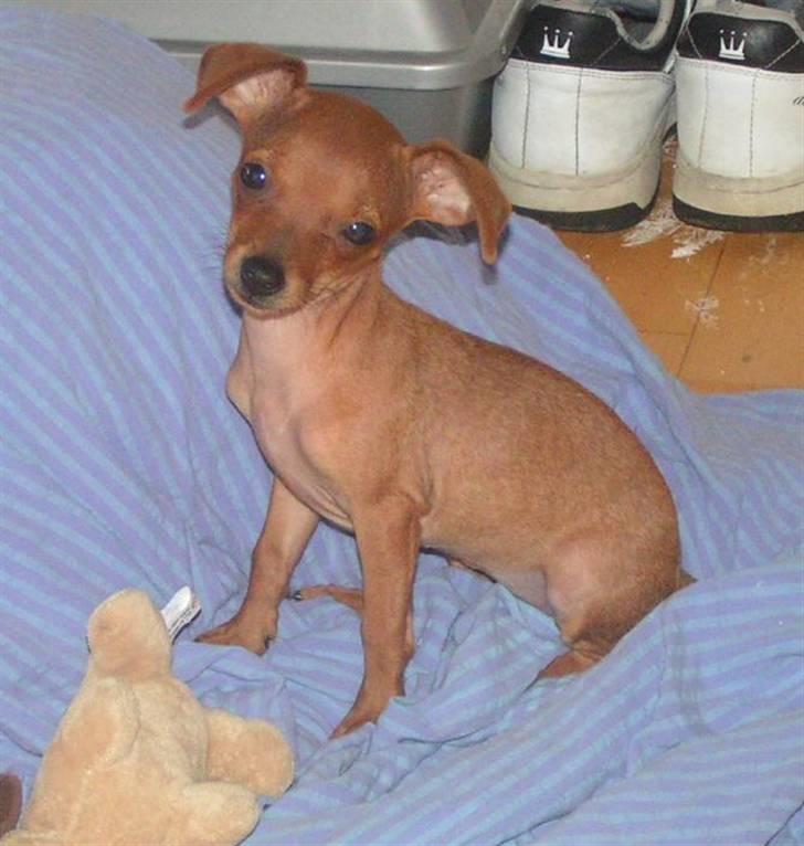 Chihuahua Gucci billede 1