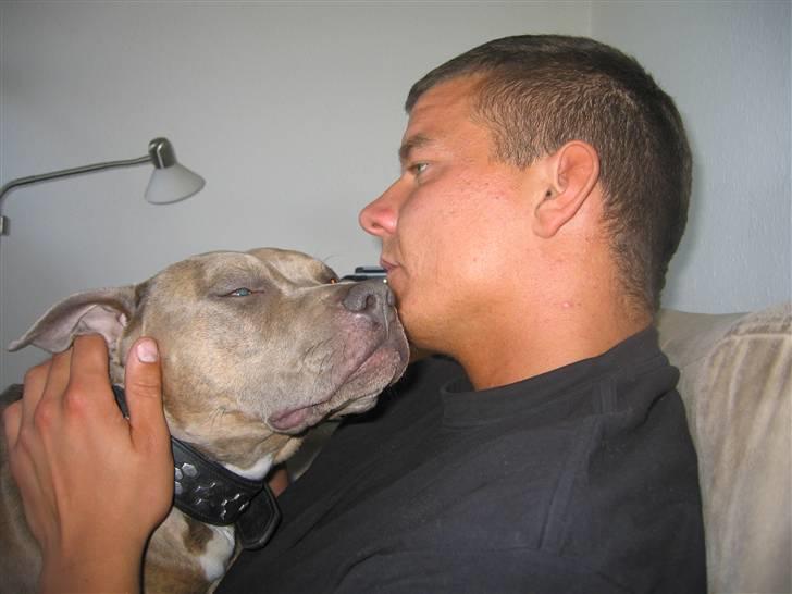 Amerikansk staffordshire terrier #Tira#R.I.P billede 16