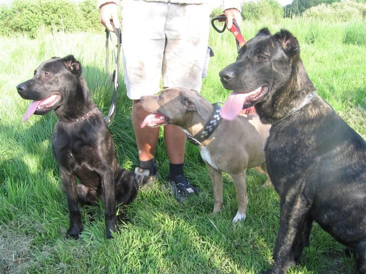 Amerikansk staffordshire terrier #Tira#R.I.P billede 17