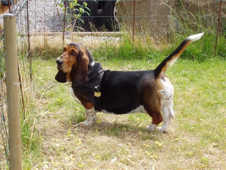 Basset hound Berta - RIP - Glade Berta billede 13