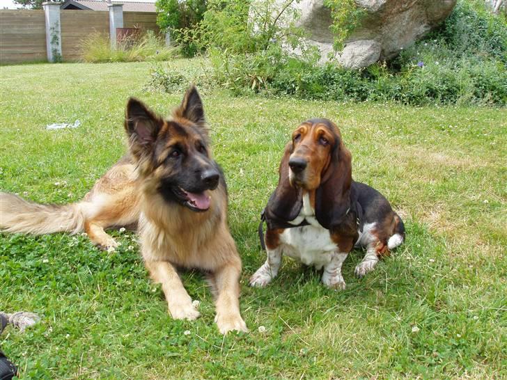 Basset hound Berta - RIP - Berta og hendes allerbedste legekammerat; genboens chæfer Nouka..  billede 14