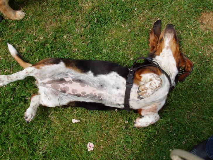 Basset hound Berta - RIP - Ahh, så kan man komme af med den kløen på ryggen.. billede 15