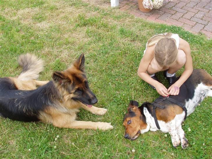 Basset hound Berta - RIP - Uhm, det er skønt at blive nusset af genboens datter mens Nouka ser jaloux på.. billede 16