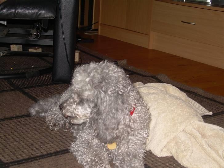 Dværgpuddel Sitta. - Skrid nu billede 2