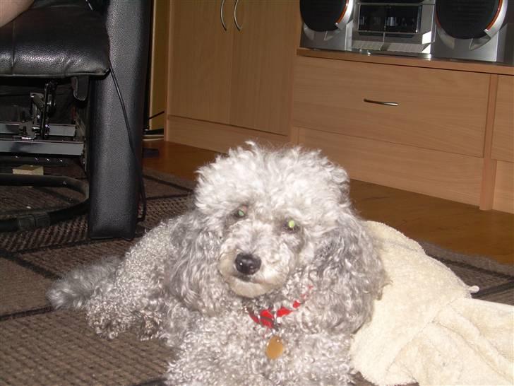 Dværgpuddel Sitta. - Hejsa billede 3