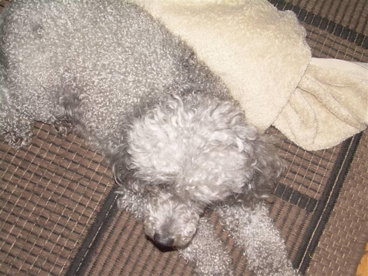 Dværgpuddel Sitta. - ÅHH så gå dog billede 4