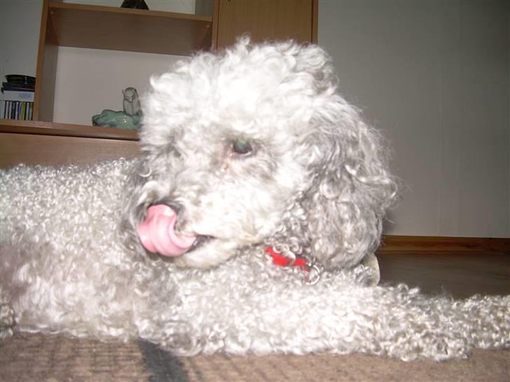 Dværgpuddel Sitta. - Jeg rækker tunge af dig billede 5