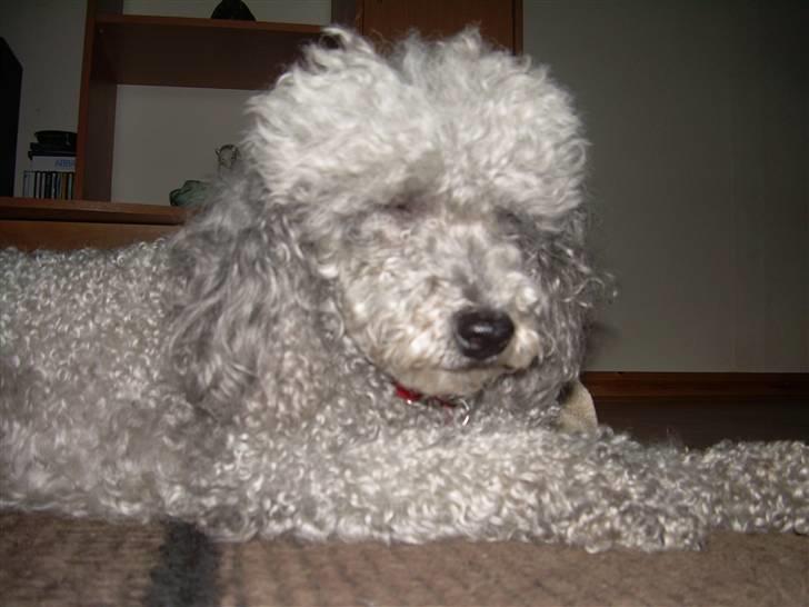 Dværgpuddel Sitta. - Grr hold nu op ikk billede 6