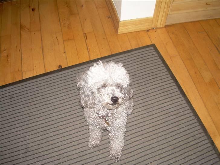 Dværgpuddel Sitta. - Er jeg ikke dygtig :) billede 7