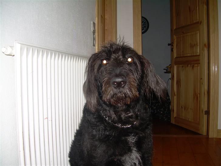 Dværgpuddel Sitta. - Det er så min søster blackie. Som er labrador/rughard. billede 8