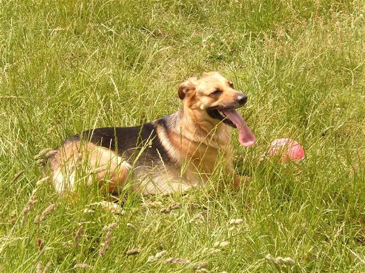 Blanding af racer Britney billede 14