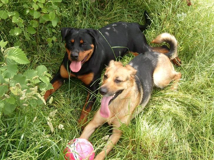 Blanding af racer Britney - Britney & Laika....puuha det er håårdt at lege med bold. billede 15