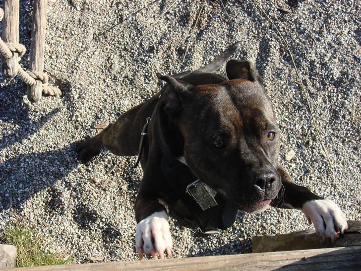 Amerikansk staffordshire terrier Beti billede 7