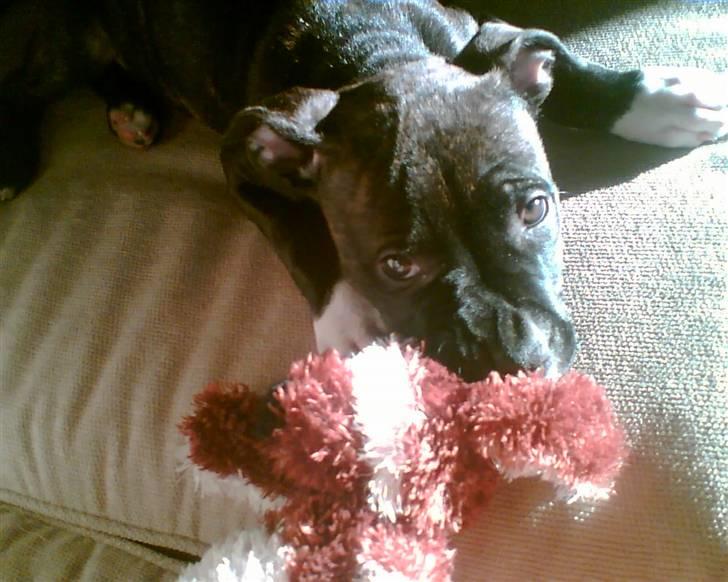 Amerikansk staffordshire terrier Beti billede 8