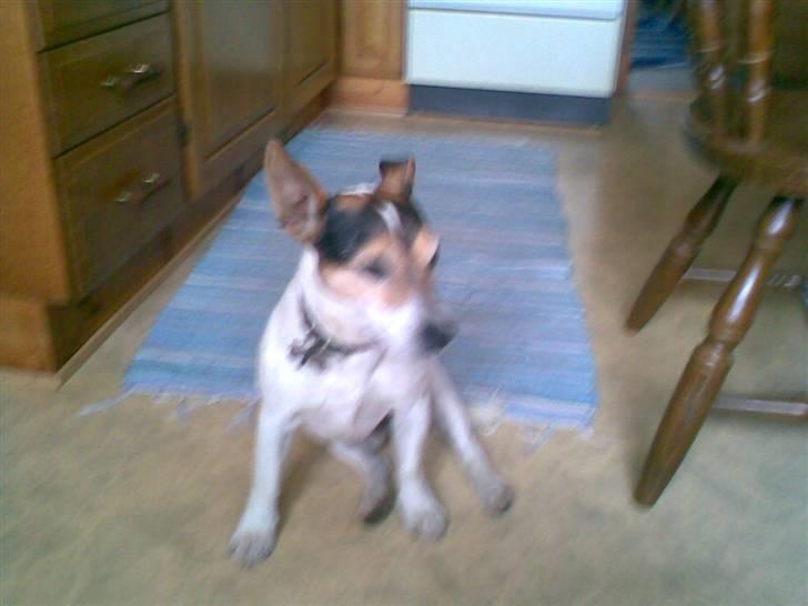 Blanding af racer Arco - han kan sidde pænt billede 1