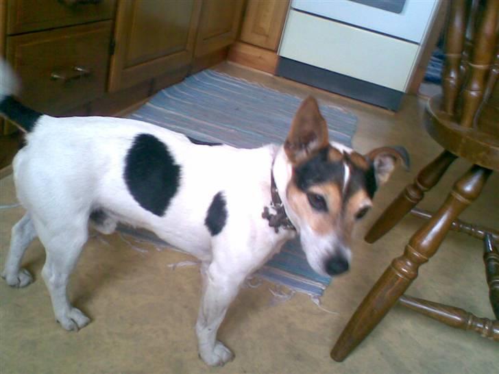 Blanding af racer Arco - hvad nu tag de billeder og bliv færdig heh billede 2