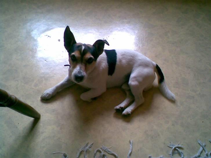 Blanding af racer Arco - han kan lægge sig pænt ned billede 3