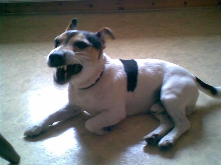 Blanding af racer Arco - noget mellem tænderne billede 4