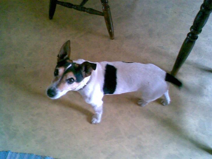 Blanding af racer Arco - hunde kiks? billede 5