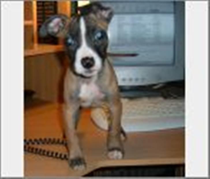 Amerikansk staffordshire terrier Rynke R.I.P verdens bedste Rynke - Er så lille at jeg kan stå på mormor´s computer bord, uden problemer... billede 2