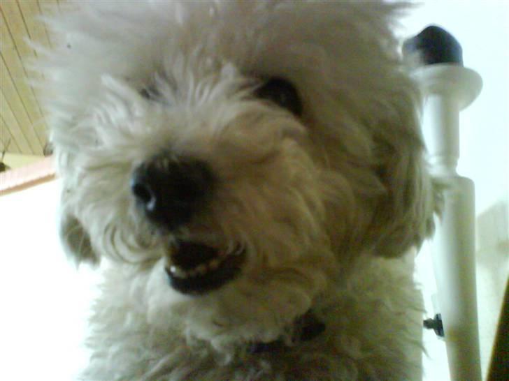 Dværgpuddel Lady - <3 billede 1