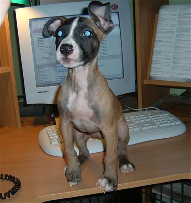 Amerikansk staffordshire terrier Rynke R.I.P verdens bedste Rynke - lille bitte Rynke billede 3