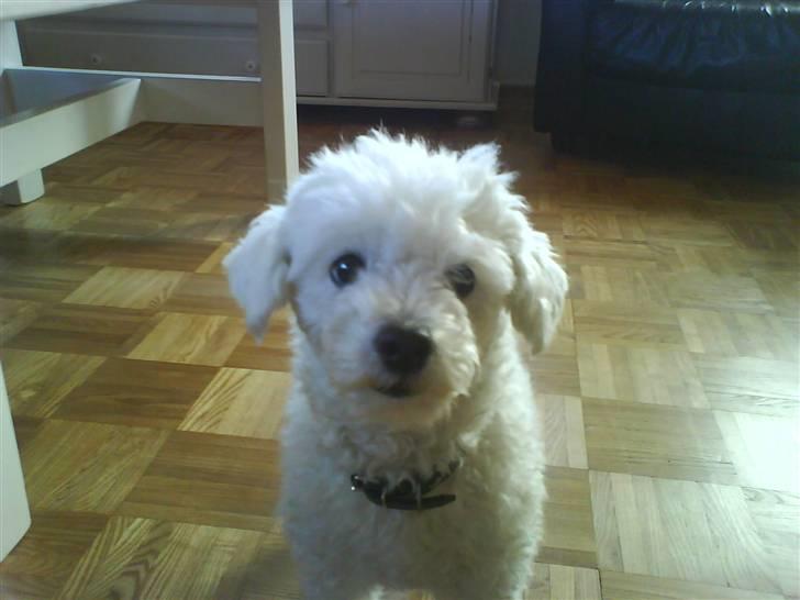 Dværgpuddel Lady - <3 billede 2