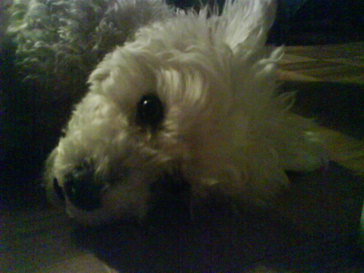 Dværgpuddel Lady - <3 billede 3