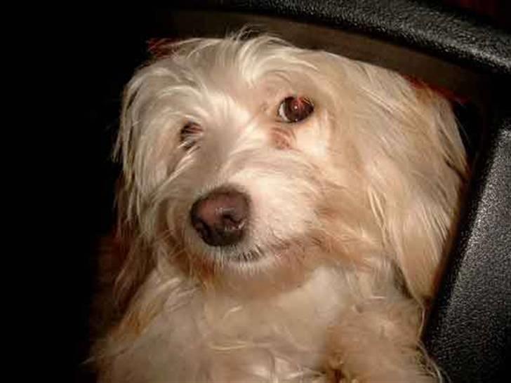 Bichon havanais Cuban Silky Dreams Ayshia - Hvasså - er du til noget? billede 16