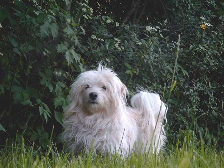 Bichon havanais Cuban Silky Dreams Ayshia - Altså - jeg er jo faktisk lidt lækker billede 17