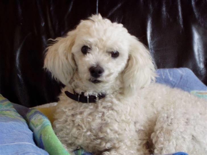 Dværgpuddel Lady - <3 billede 4