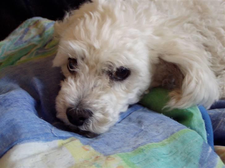 Dværgpuddel Lady - <3 billede 5