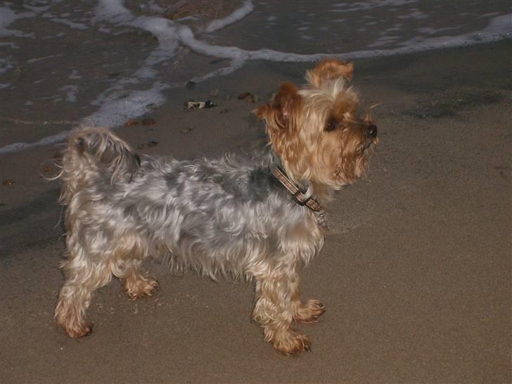 Yorkshire terrier Miss Mille billede 19