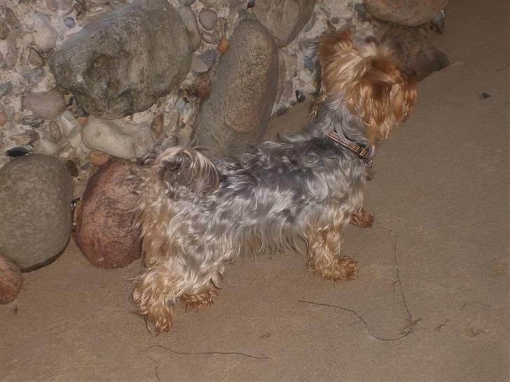 Yorkshire terrier Miss Mille billede 20