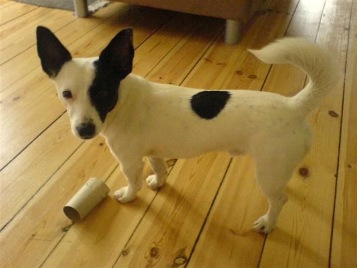 Blanding af racer ludvig - ååååh mor må jeg ikke nok billede 2