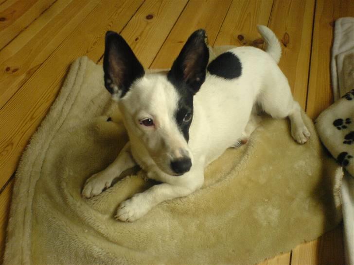 Blanding af racer ludvig - aaah dejligt  billede 3