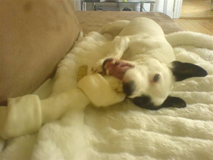 Blanding af racer ludvig - hmm  mums for et ben billede 4