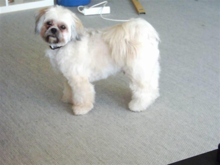 Lhasa apso Ozzy billede 12