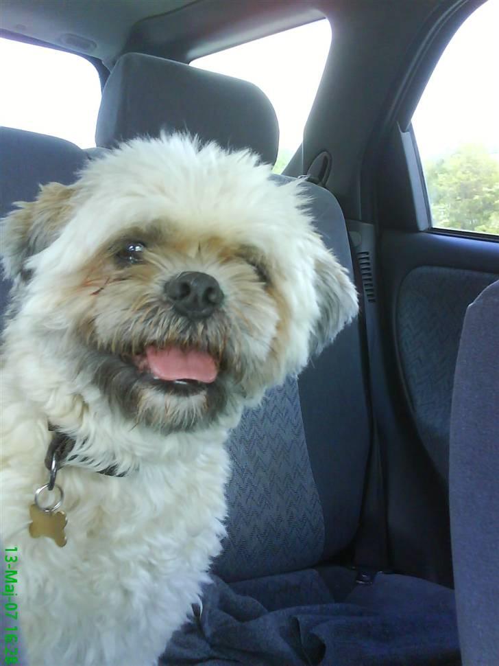 Lhasa apso Ozzy - hihi.. hmmmmmmmm, hvad laver du?? billede 13